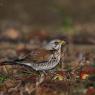 Cesena - Fieldfare (Turdus pilaris)