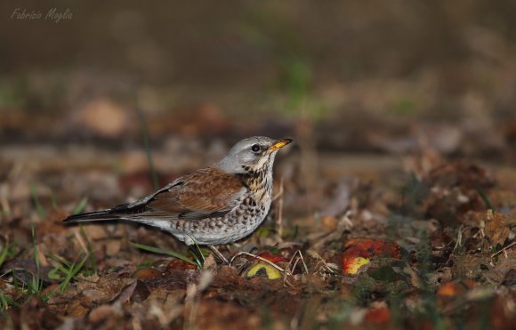 Cesena - Fieldfare (Turdus pilaris)