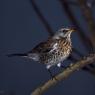 Cesena - Fieldfare (Turdus pilaris)