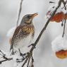 Cesena - Fieldfare (Turdus pilaris)