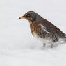 Cesena - Fieldfare (Turdus pilaris)