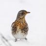 Cesena - Fieldfare (Turdus pilaris)