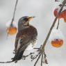 Cesena - Fieldfare (Turdus pilaris)