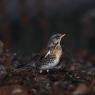 Cesena - Fieldfare (Turdus pilaris)