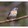 Eastern Bluebird (Sialia sialis)