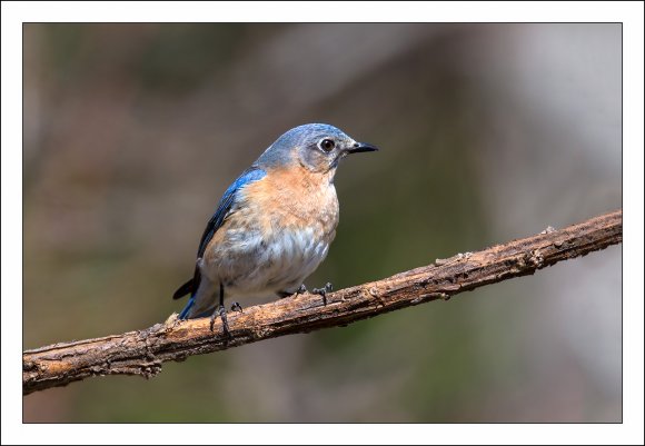 Eastern Bluebird (Sialia sialis)