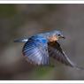 Eastern Bluebird (Sialia sialis)