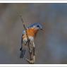 Eastern Bluebird (Sialia sialis)