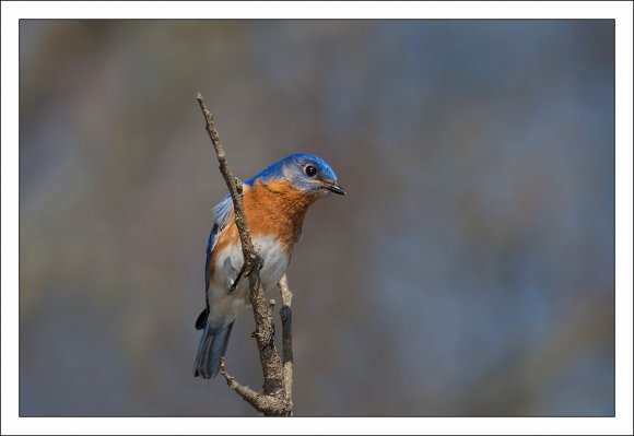 Eastern Bluebird (Sialia sialis)