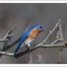 Eastern Bluebird (Sialia sialis)