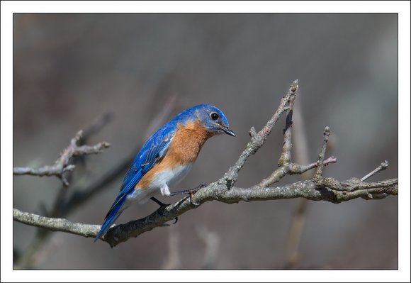 Eastern Bluebird (Sialia sialis)