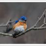 Eastern Bluebird (Sialia sialis)