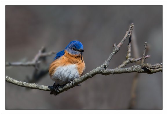 Eastern Bluebird (Sialia sialis)