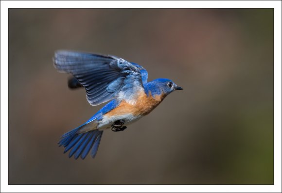 Eastern Bluebird (Sialia sialis)