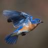 Eastern Bluebird (Sialia sialis)