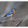 Eastern Bluebird (Sialia sialis)