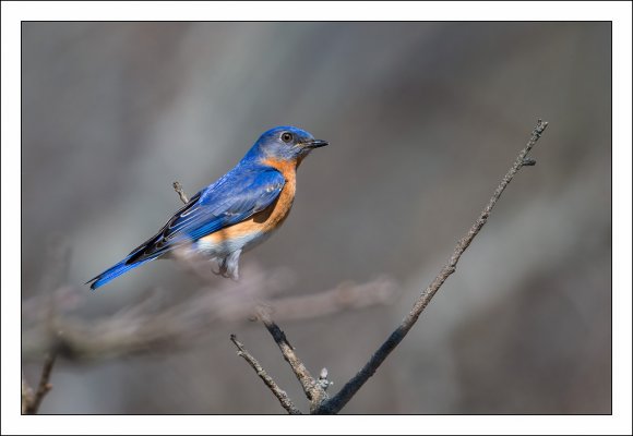 Eastern Bluebird (Sialia sialis)