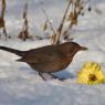 Merlo - Common blackbird (Turdus merula)