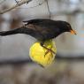 Merlo - Common blackbird (Turdus merula)