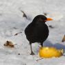 Merlo - Common blackbird (Turdus merula)