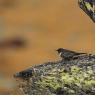 Merlo dal collaro - Ring ouzel (Turdus torquatus)