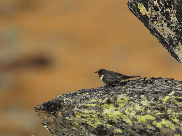 Merlo dal collaro - Ring ouzel (Turdus torquatus)