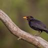 Merlo - Common blackbird (Turdus merula)