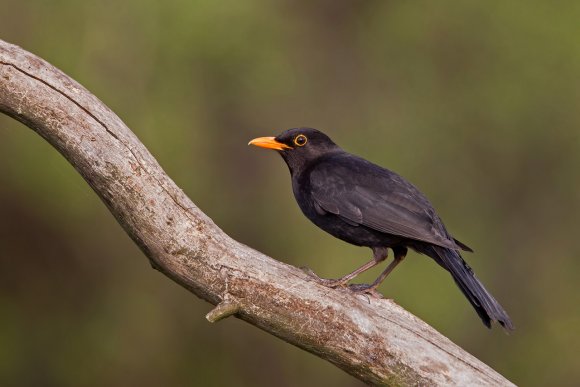 Merlo - Common blackbird (Turdus merula)