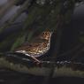 Tordo bottaccio - Song thrush (Turdus philomelos)