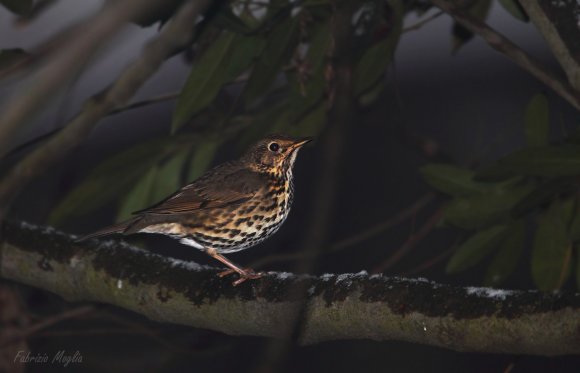 Tordo bottaccio - Song thrush (Turdus philomelos)