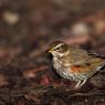 Tordo sassello - Redwing (Turdus iliacus)