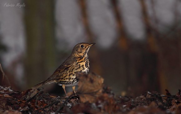 Tordo bottaccio - Song thrush (Turdus philomelos)