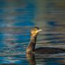 Cormorano - Great cormorant (Phalacrocorax carbo)