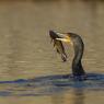 Cormorano - Great cormorant (Phalacrocorax carbo)