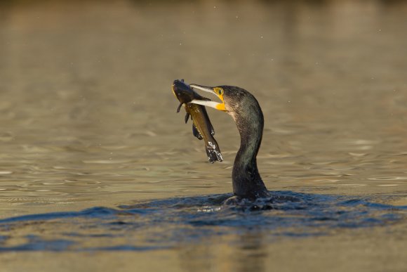 Cormorano - Great cormorant (Phalacrocorax carbo)