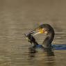 Cormorano - Great cormorant (Phalacrocorax carbo)