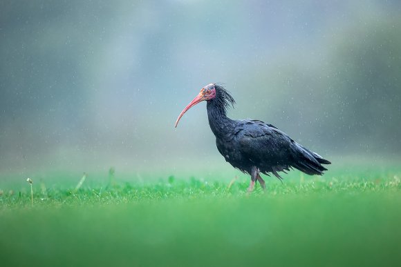 Ibis eremita - Bald ibis