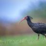 Ibis eremita - Bald ibis