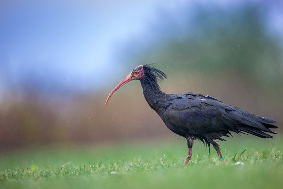 Ibis eremita - Bald ibis