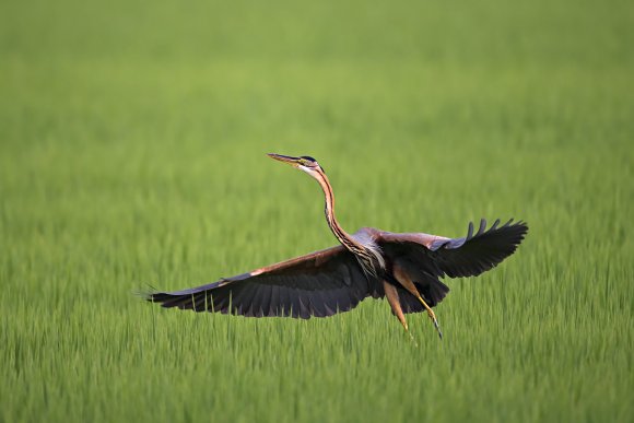 Airone rosso - Purple Heron (Ardea purpurea)