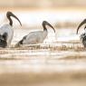 Ibis sacro - African sacred ibis (Threskiornis aethiopicus)