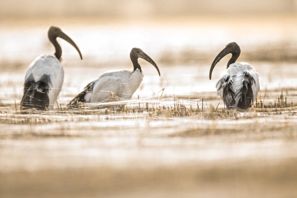 Ibis sacro - African sacred ibis (Threskiornis aethiopicus)