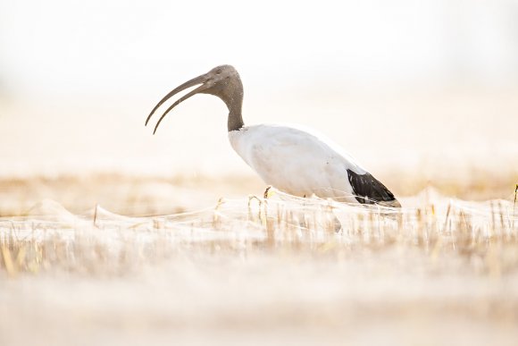 Ibis sacro - African sacred ibis (Threskiornis aethiopicus)