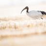 Ibis sacro - African sacred ibis (Threskiornis aethiopicus)