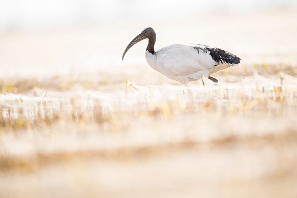 Ibis sacro - African sacred ibis (Threskiornis aethiopicus)