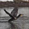 Cormorano - Great cormorant (Phalacrocorax carbo)