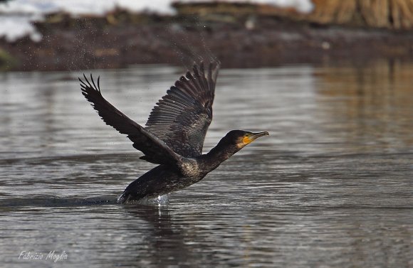 Cormorano - Great cormorant (Phalacrocorax carbo)