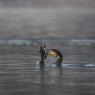 Cormorano - Great cormorant (Phalacrocorax carbo)