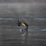 Cormorano - Great cormorant (Phalacrocorax carbo)