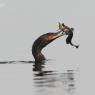 Cormorano - Great cormorant (Phalacrocorax carbo)